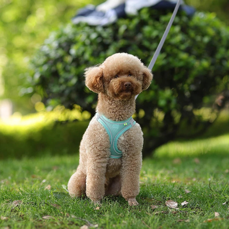 Adjustable Dog Harness & Leash Set