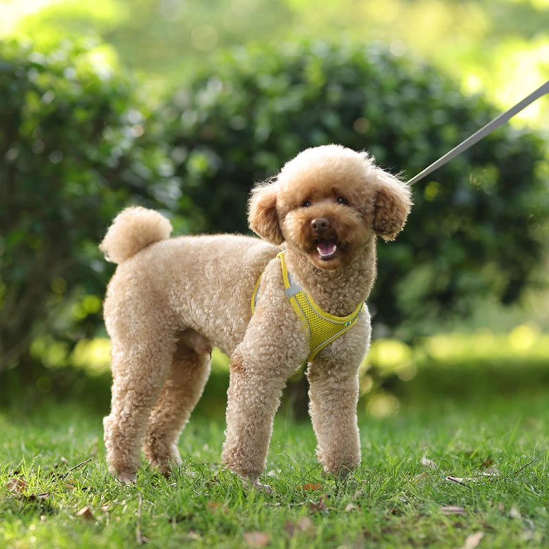 Adjustable Dog Harness & Leash Set
