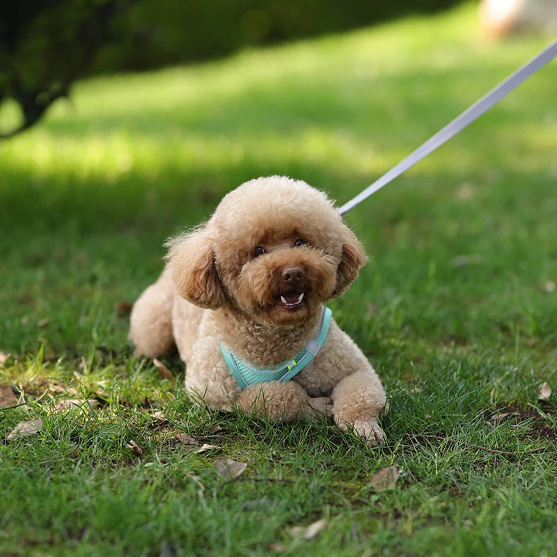 Adjustable Dog Harness & Leash Set