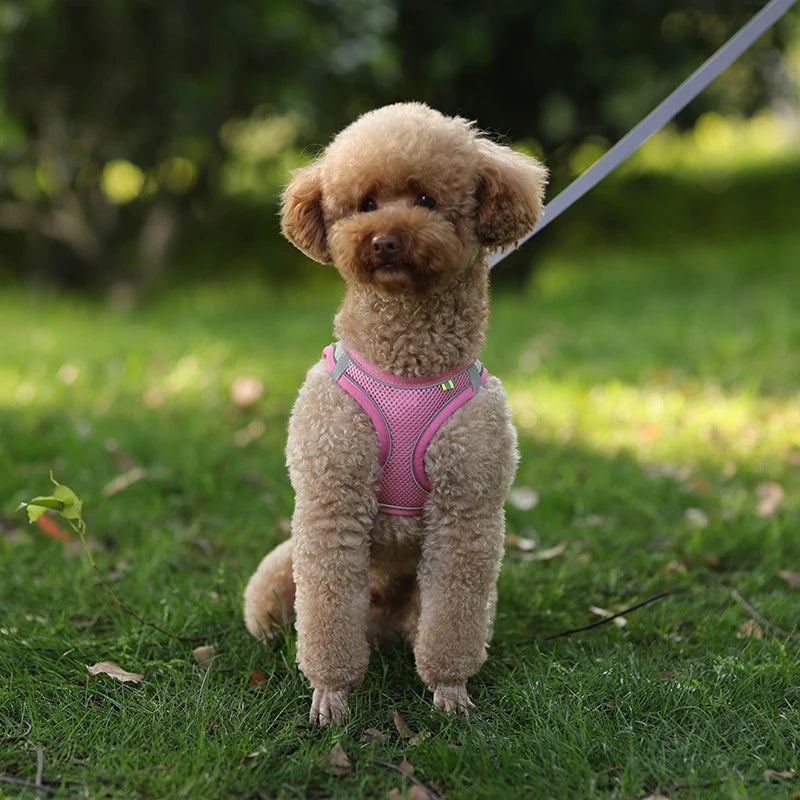 Adjustable Dog Harness & Leash Set