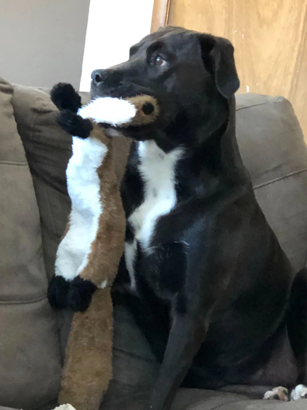 Stuffing-Free Squeaky Dog Chew Toy