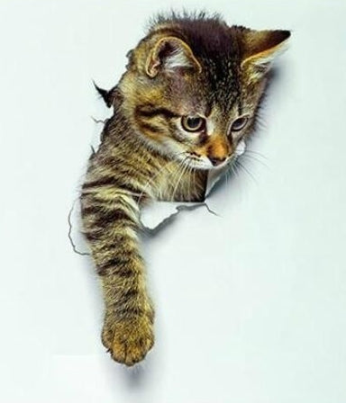 3D Cute Cat Removable Wall Sticker