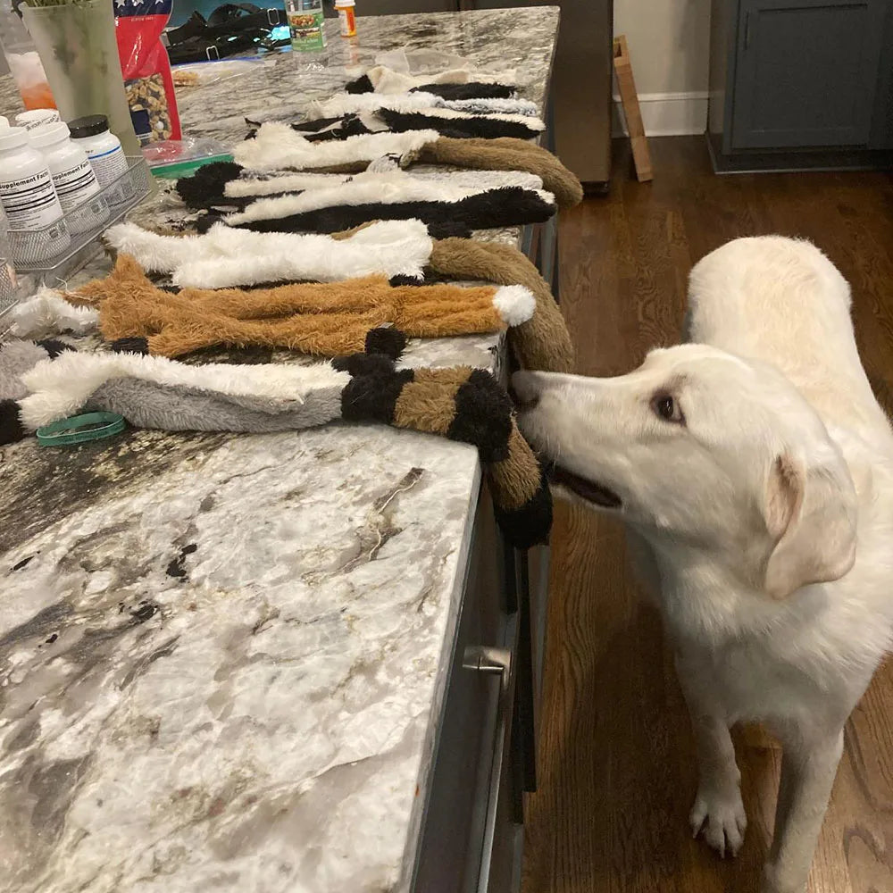 Stuffing-Free Squeaky Dog Chew Toy