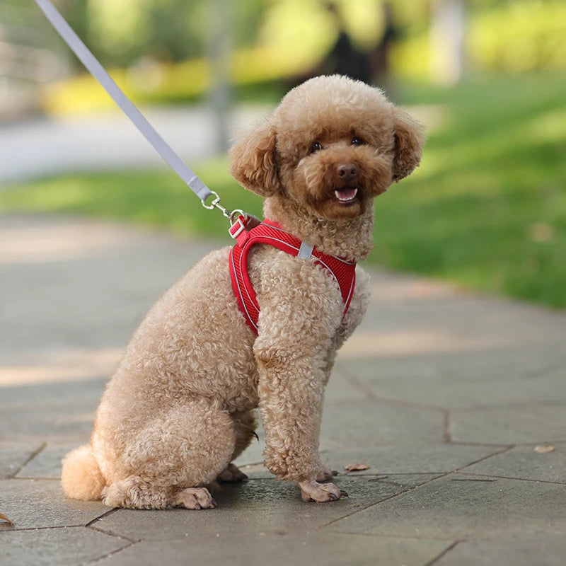 Adjustable Dog Harness & Leash Set