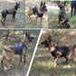 Tactical Military Dog Harness & Leash Set