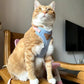 Fashionable Pet Harness & Leash Set