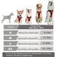 Dog Collar, Harness & Leash Set