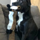 Stuffing-Free Squeaky Dog Chew Toy