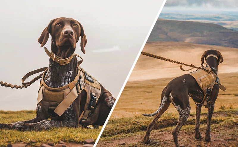 Tactical Military Dog Harness & Leash Set