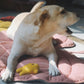 Dog Cooling Leaf Mat Blanket